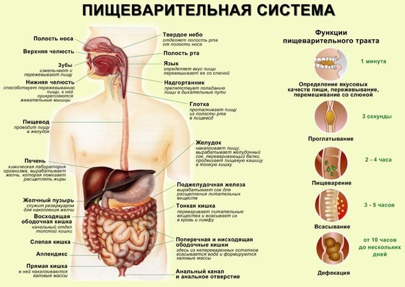 Нарисуйте схему показывающую путь пищи в организме животных