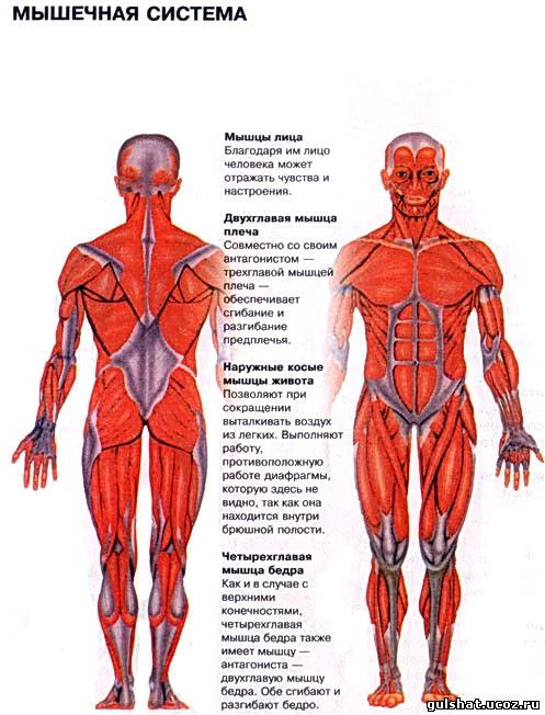 Мышцы человека анатомия картинки с надписями