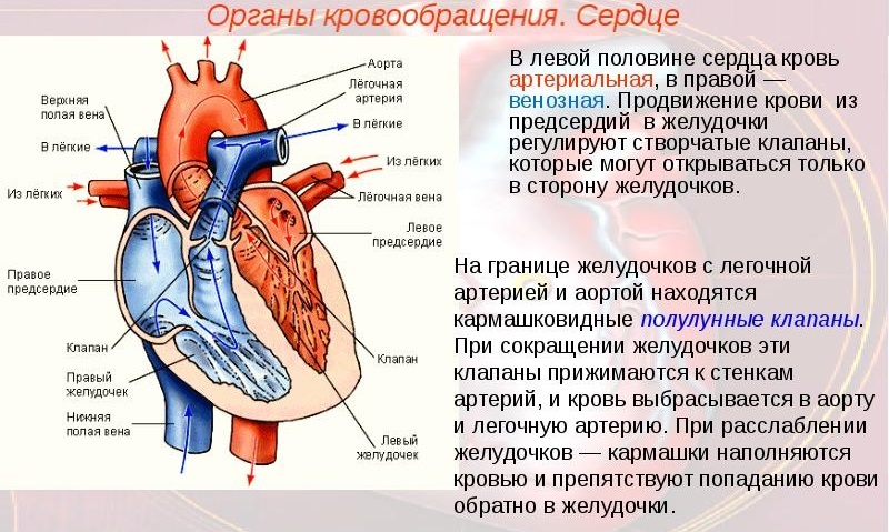 Какой цифрой на рисунке обозначен клапан легочной артерии