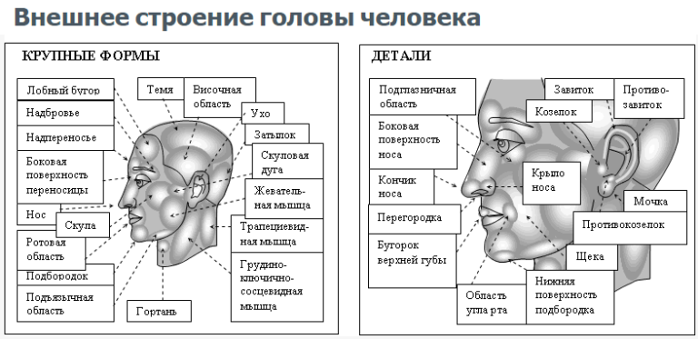 Внутренности головы человека схема