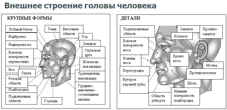 Схема строения головы человека рисунок