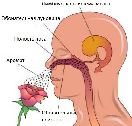 Что такое нос человека. Смотреть фото Что такое нос человека. Смотреть картинку Что такое нос человека. Картинка про Что такое нос человека. Фото Что такое нос человека