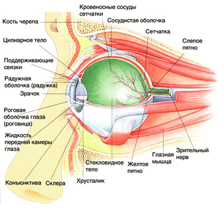 Что обеспечивает сенсорная система. Смотреть фото Что обеспечивает сенсорная система. Смотреть картинку Что обеспечивает сенсорная система. Картинка про Что обеспечивает сенсорная система. Фото Что обеспечивает сенсорная система