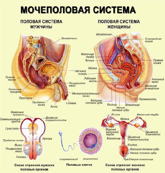Название мужских и женских органов. Женская Мочеполовая/система строение и функции. Схема мочеполовой системы у женщин. Строение мочеполовой системы у женщин анатомия. Мочеполовая система женщины и мужчины анатомия.