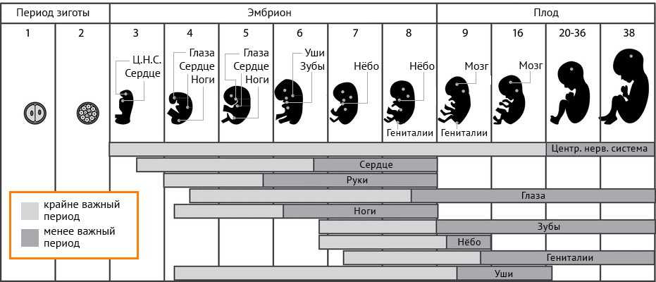 развитие эмбриона по неделям периоды развития