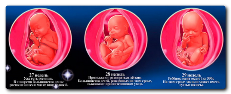 развитие эмбриона по неделям 27-28-29