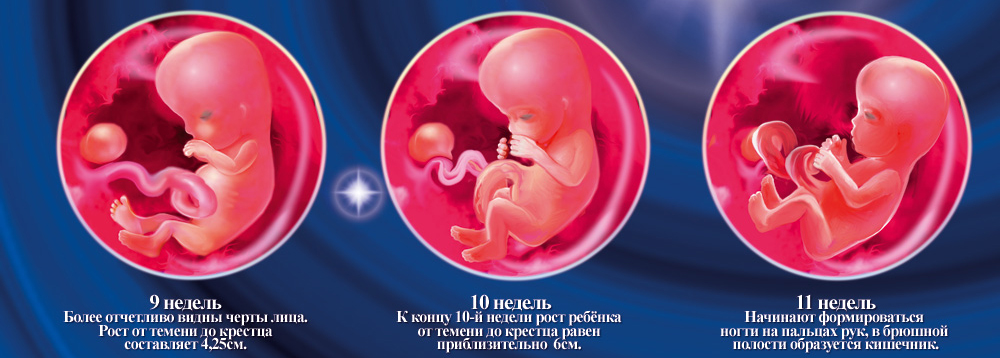 развитие эмбриона по неделям 9-10-11