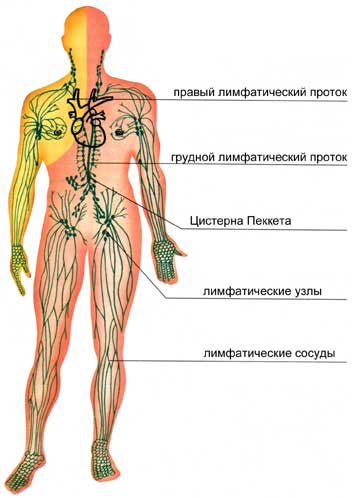 лимфатическая система