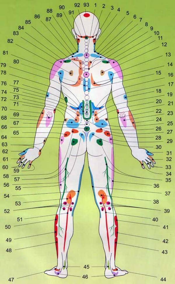 проекции органов со спины