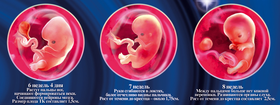 развитие эмбриона по неделям 6-7-8