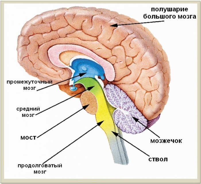 мозг 2