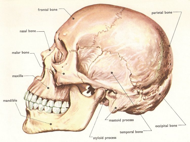 строение черепа