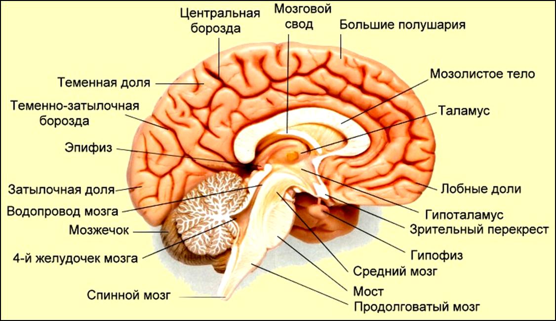 Эпифиз рисунок анатомия